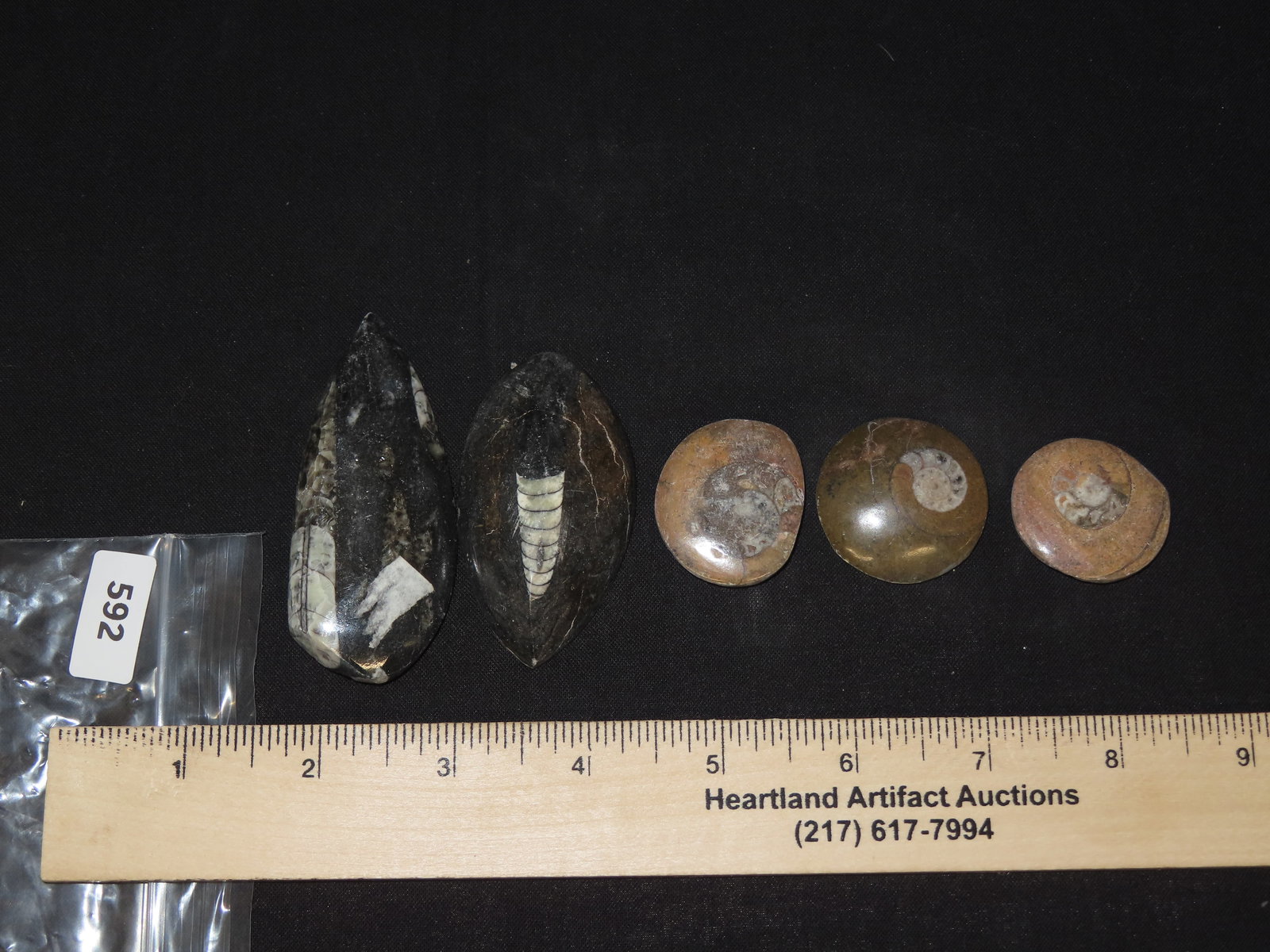 Orthoceras Ammonite Fossil, Devonian Period, Lot of 5 (1 of 1)