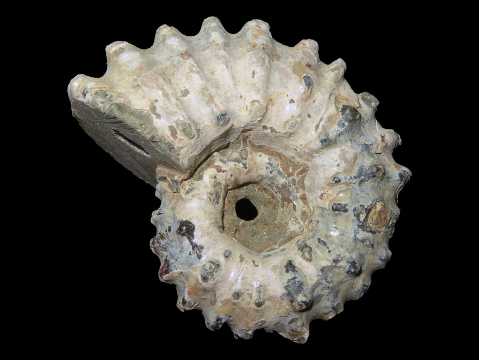 1 3/4" Tractor Ammonite, Douvilleiceras Fossil (1 of 5)