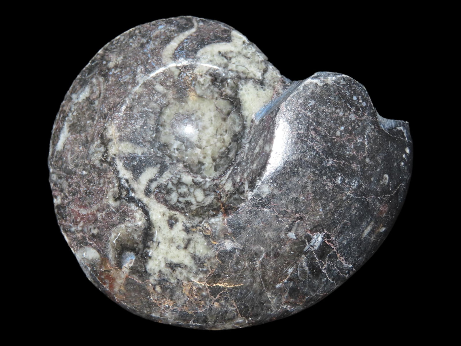 3 1/4" x 2 1/2" Polished Ammonite Fossil (1 of 5)