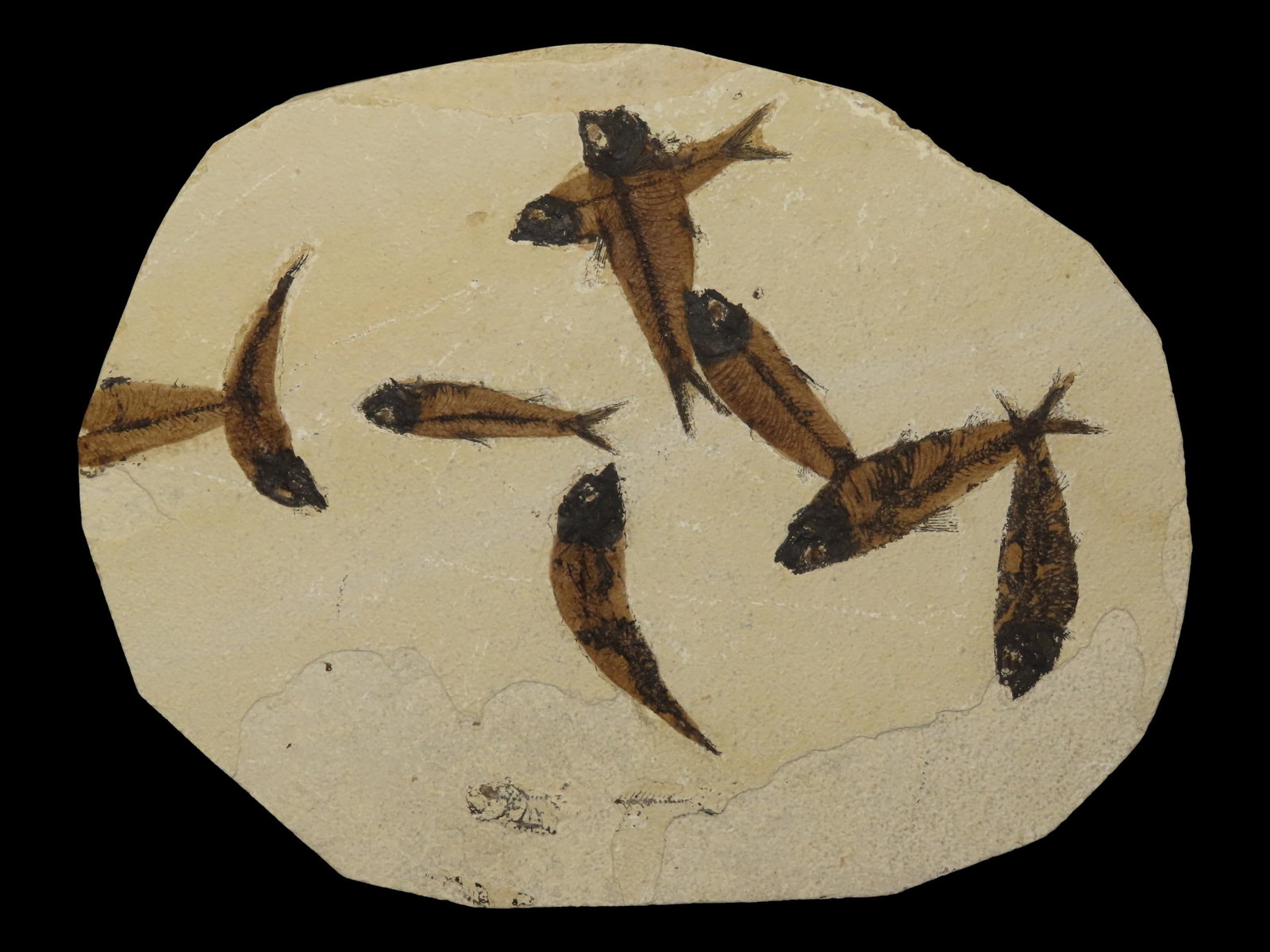 14" x 11" Large Fish Fossil (1 of 12)