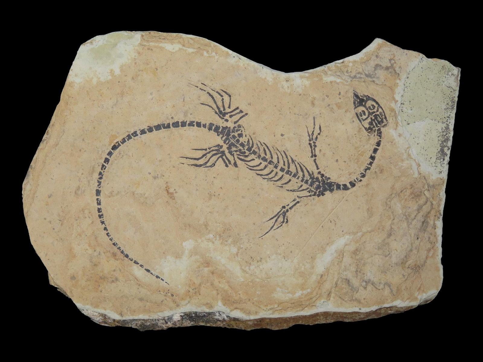 Amphibian Vertebra/Nothosauria Style Jurassic Dragon Fossil (1 of 6)