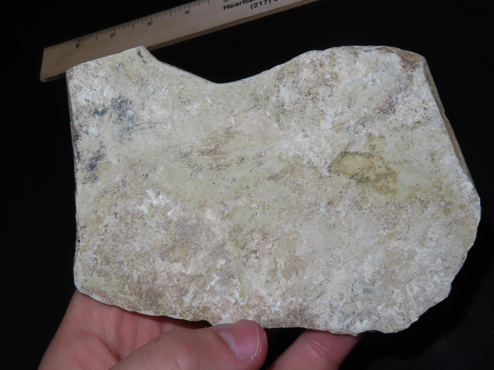 Amphibian Vertebra/Nothosauria Style Jurassic Dragon Fossil - 2