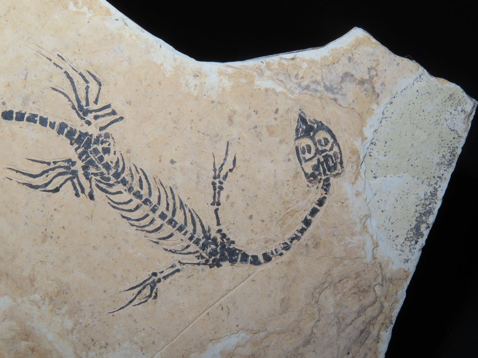 Amphibian Vertebra/Nothosauria Style Jurassic Dragon Fossil - 4