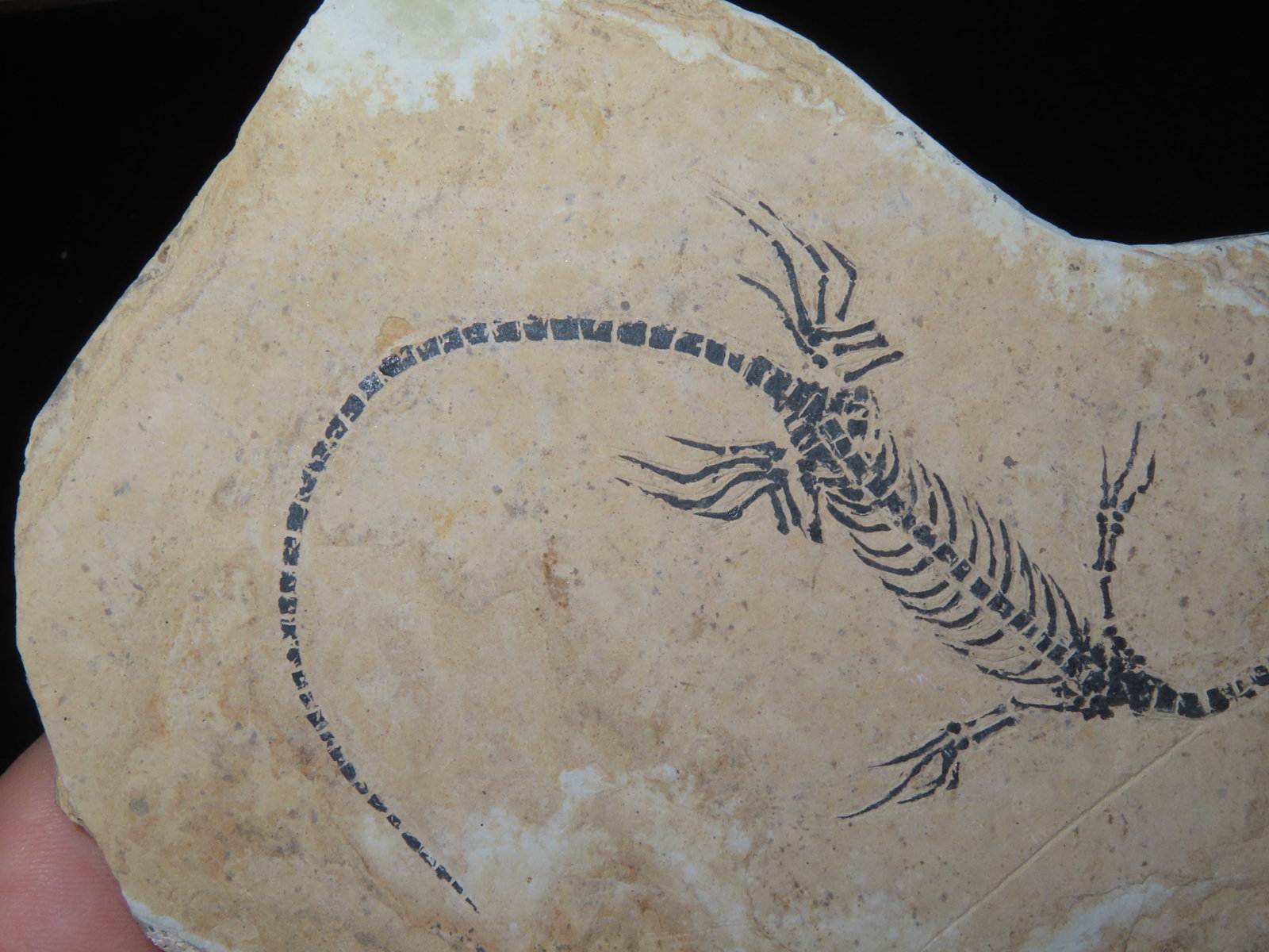 Amphibian Vertebra/Nothosauria Style Jurassic Dragon Fossil - 5