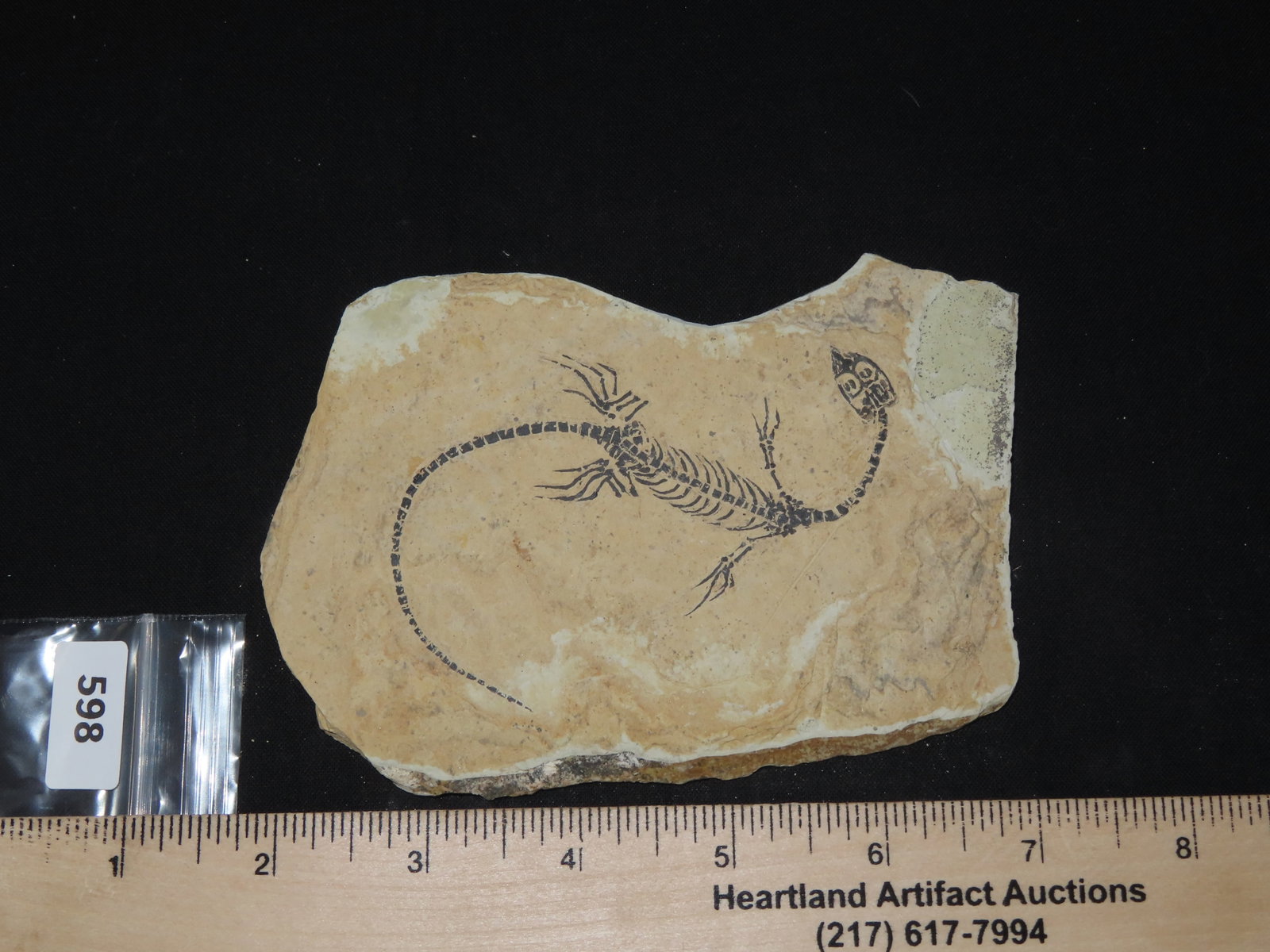 Amphibian Vertebra/Nothosauria Style Jurassic Dragon Fossil - 6