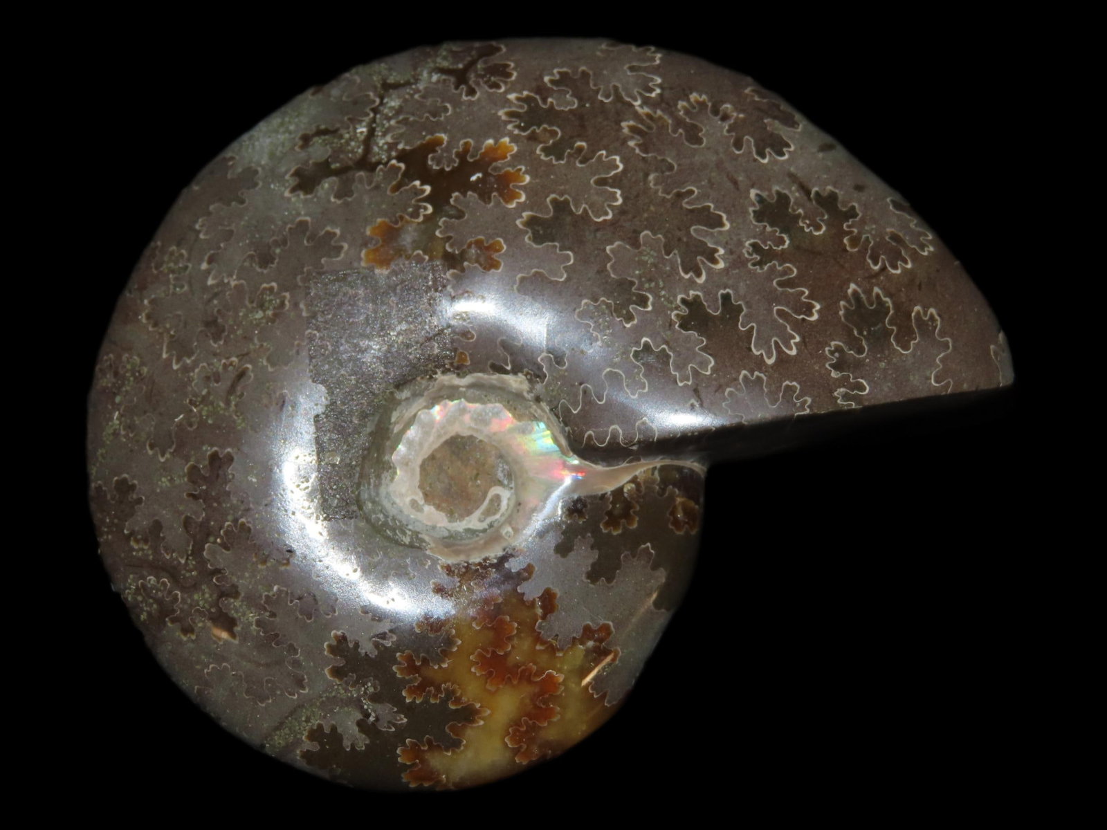 Highly Polished Ammonite Fossil, Iridescent with Striking Colors (1 of 6)