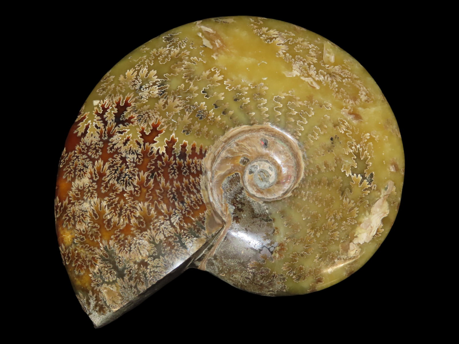7 1/5" Massive Fossil Ammonite, 145-65 Million Years Old, Discovered in Madagascar, 1429 Grams (1 of 6)