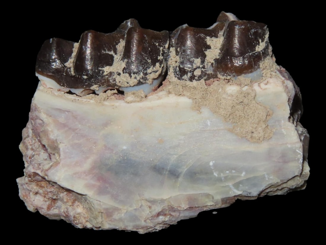 Cretaceous Era Mammal Tooth/Jaw Fossil, 66-65 MYO (1 of 5)