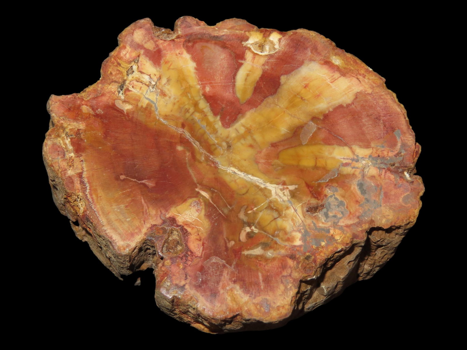 Petrified Wood Slab, Polished Fossil Tree (1 of 7)