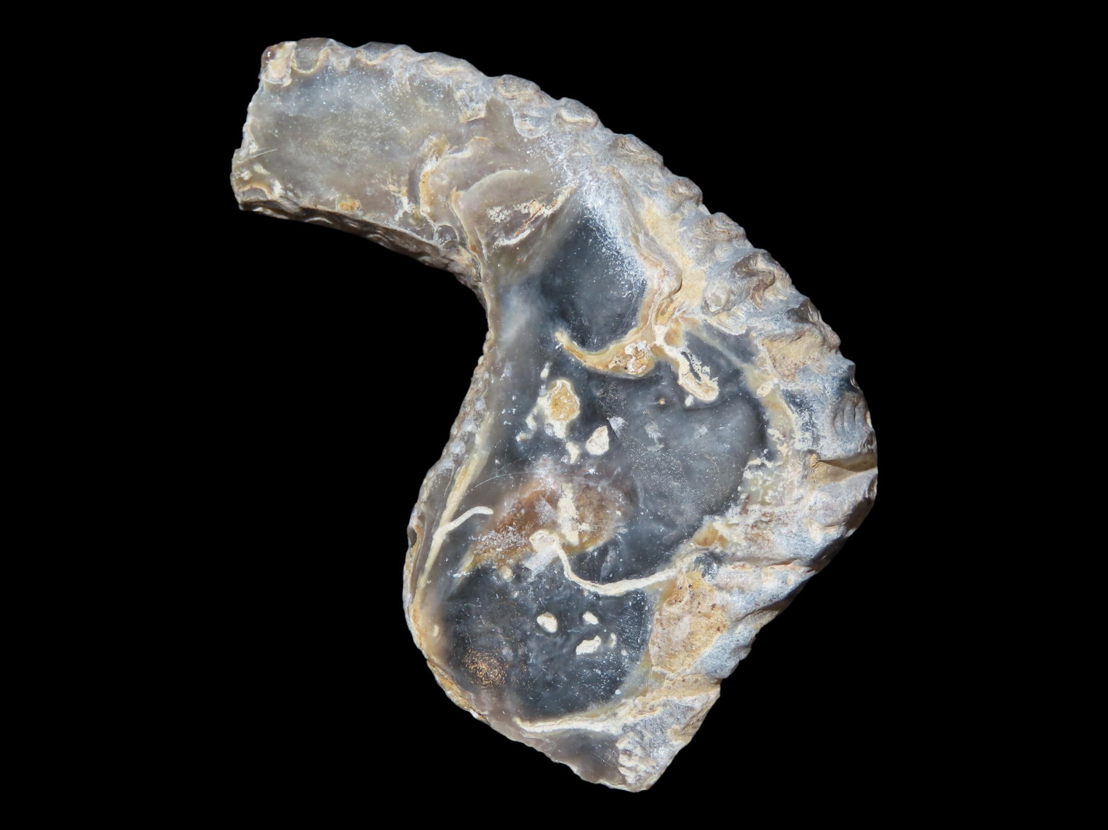 Zig Zag Oyster Fossil, 70 MYO (1 of 5)