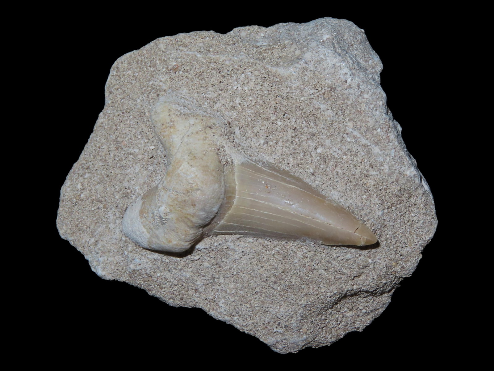 Shark Tooth Fossil in Matrix, Africa (1 of 5)