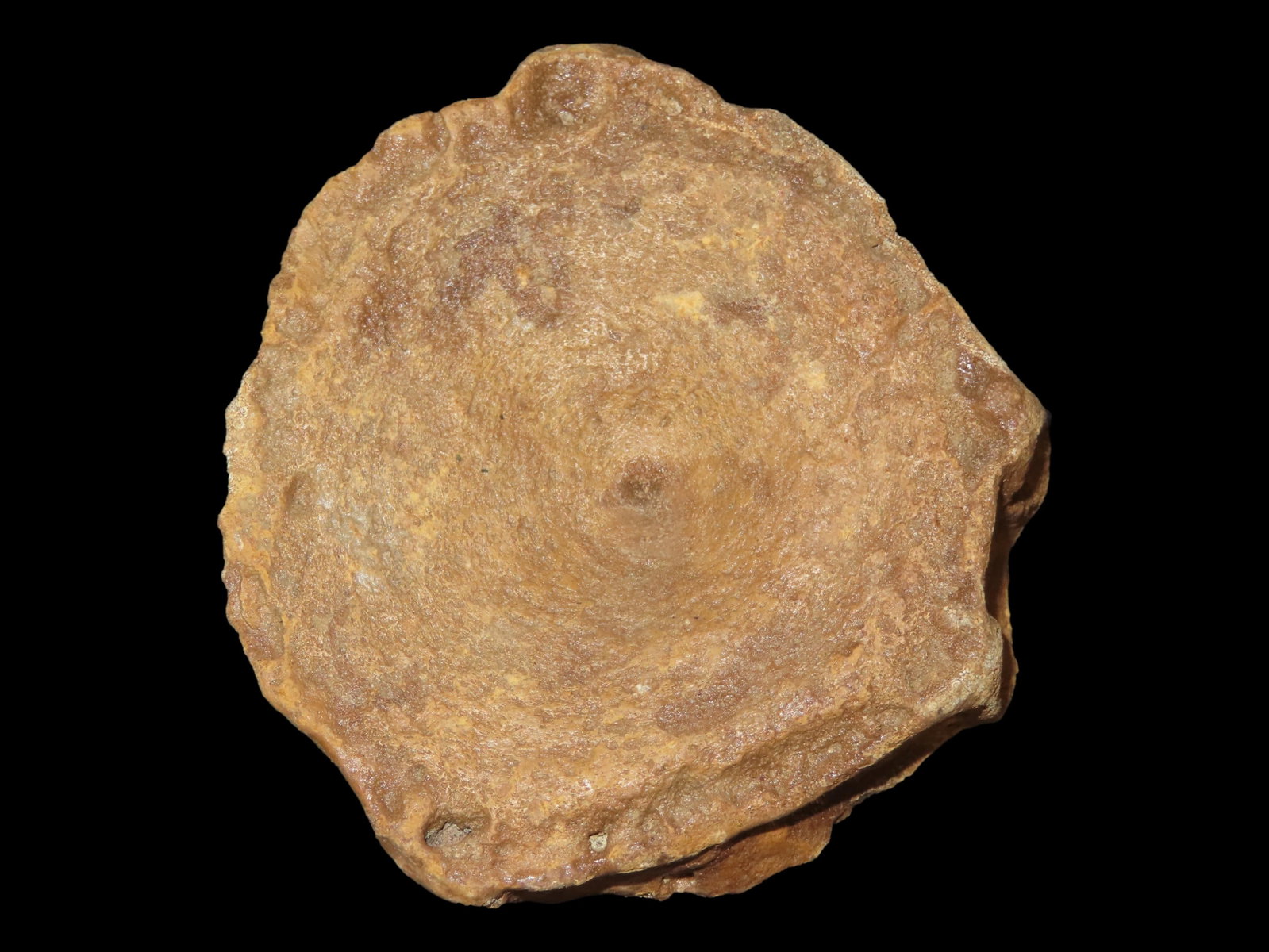 3 1/2" Icarosaurus Vertebra Fossil (1 of 6)