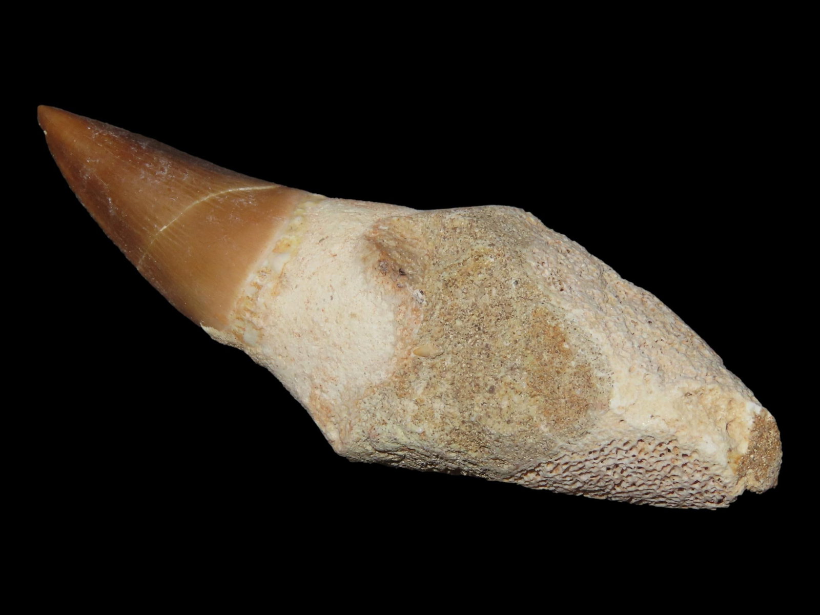 Mosasaurus Dinosaur Tooth, 66 MYO, Morocco (1 of 6)