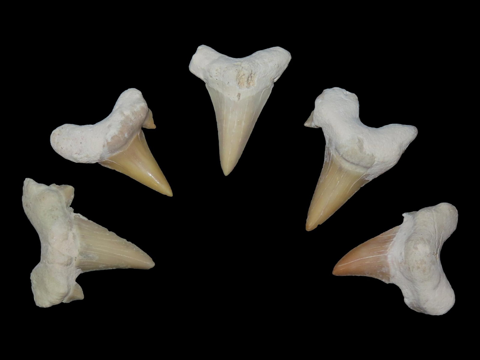 Large Fossil Shark Teeth (1 of 2)