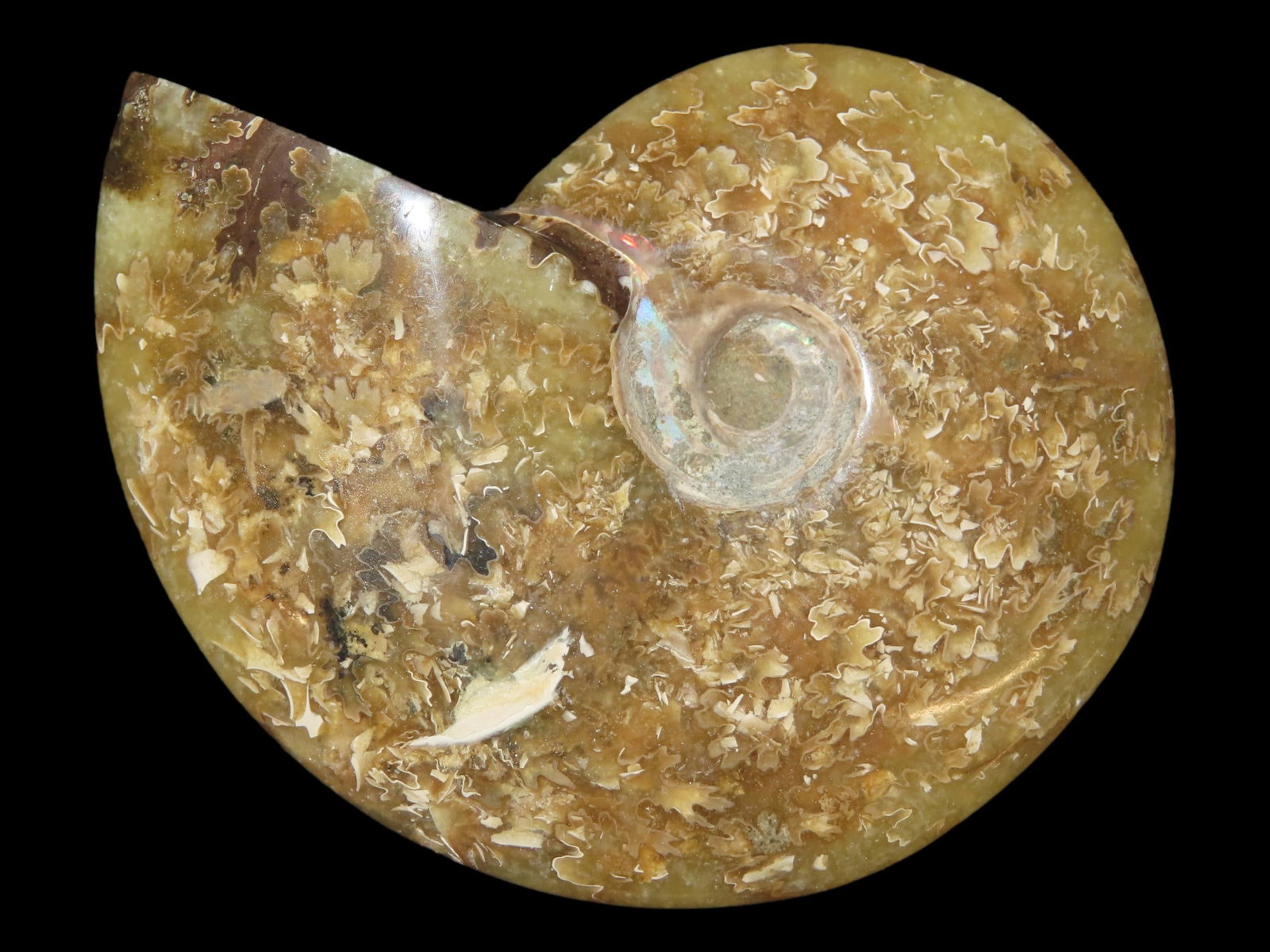 Highly Polished Ammonite Fossil, Iridescent with Striking Colors (1 of 6)