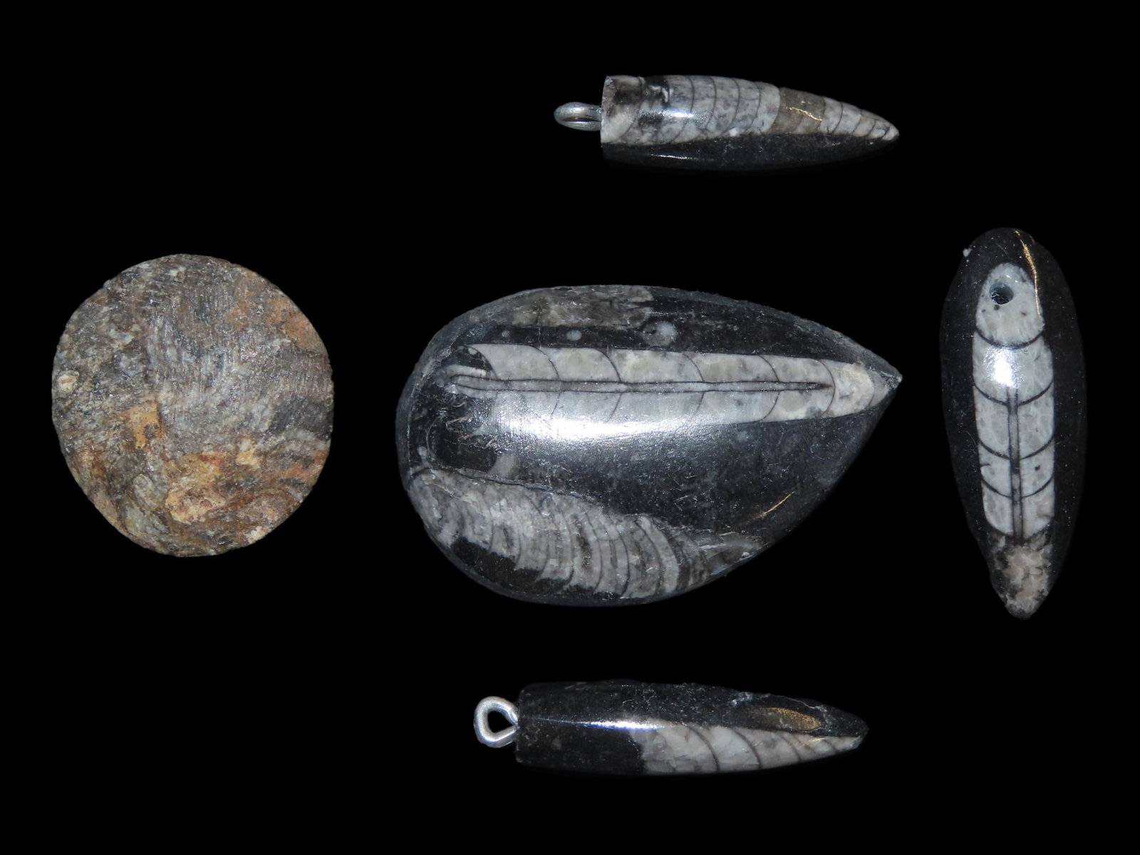 Orthoceras Ammonite Fossil, Devonian Period, Lot of 5 (1 of 2)