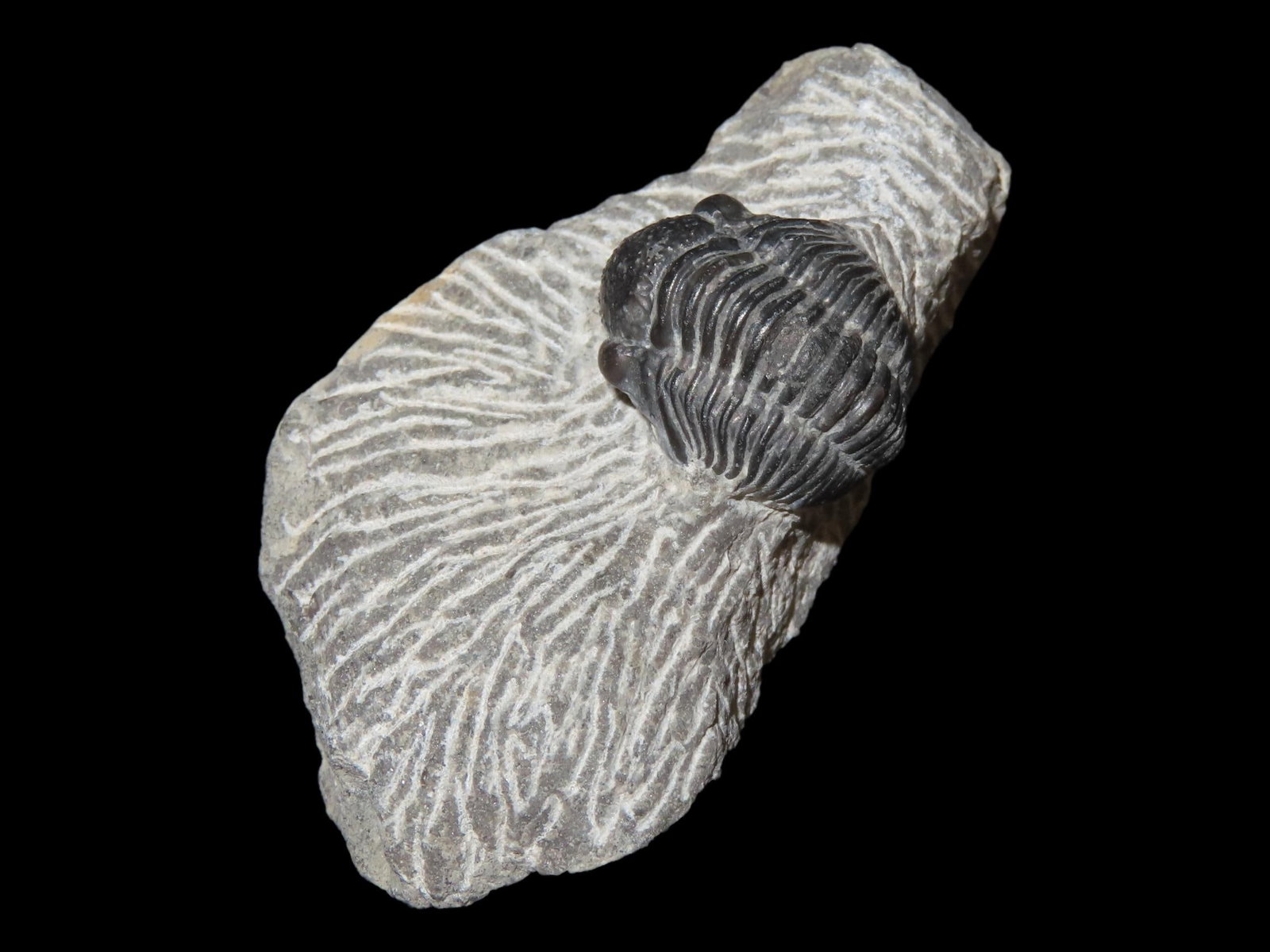 Proetus Trilobite, Proetid Trilobite, Devonian, 350-400 MYO: Proetus Trilobite, Proetid Trilobite, Devonian, 350-400 MYO