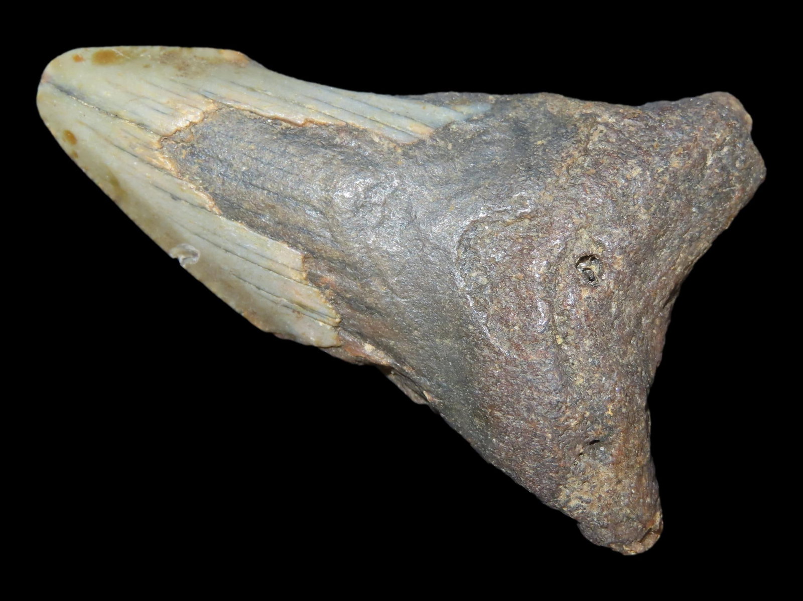 Megalodon Shark Tooth Fossil, Found in Florida (1 of 6)