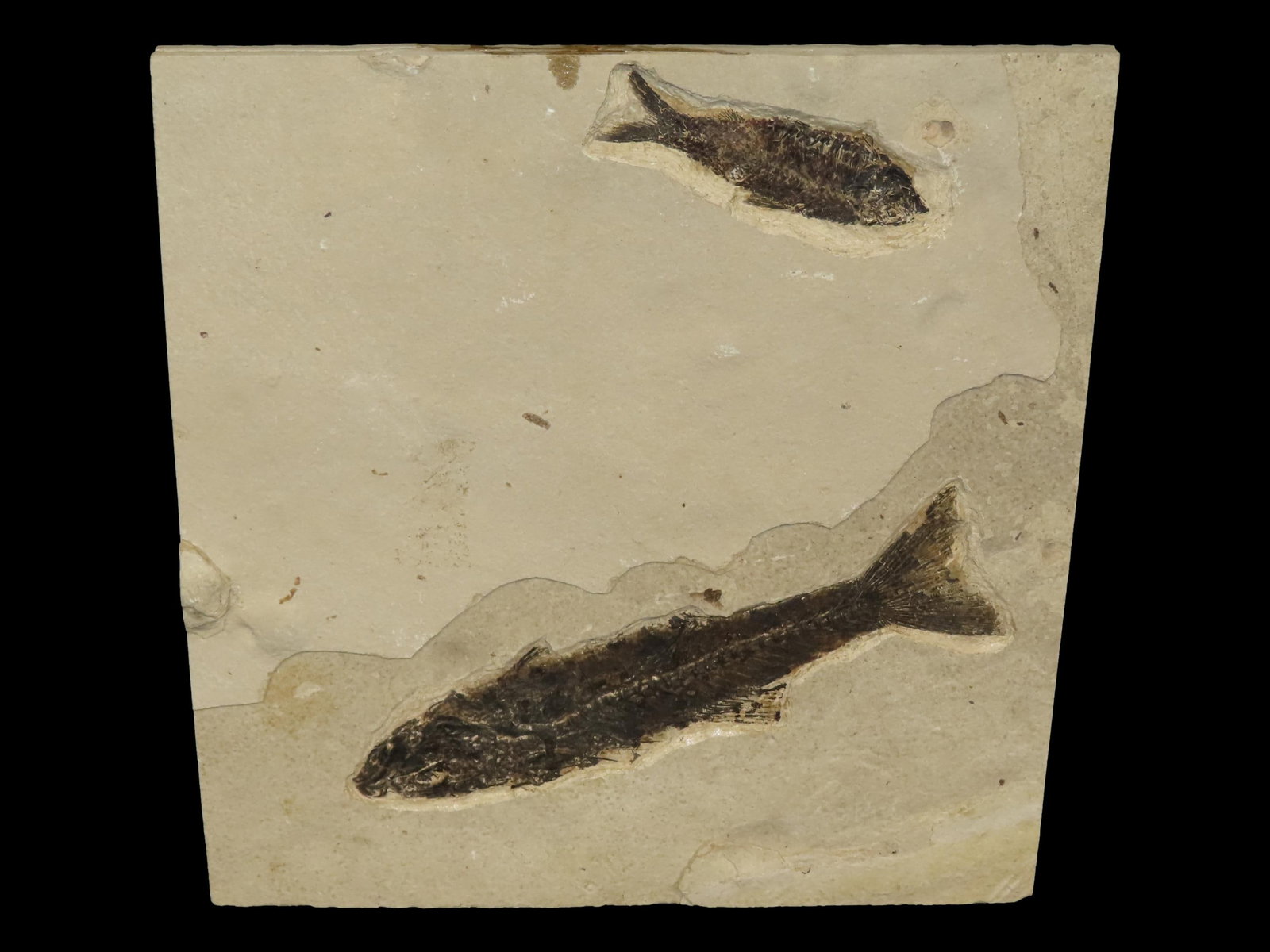 Fossil of a Fish (1 of 13)