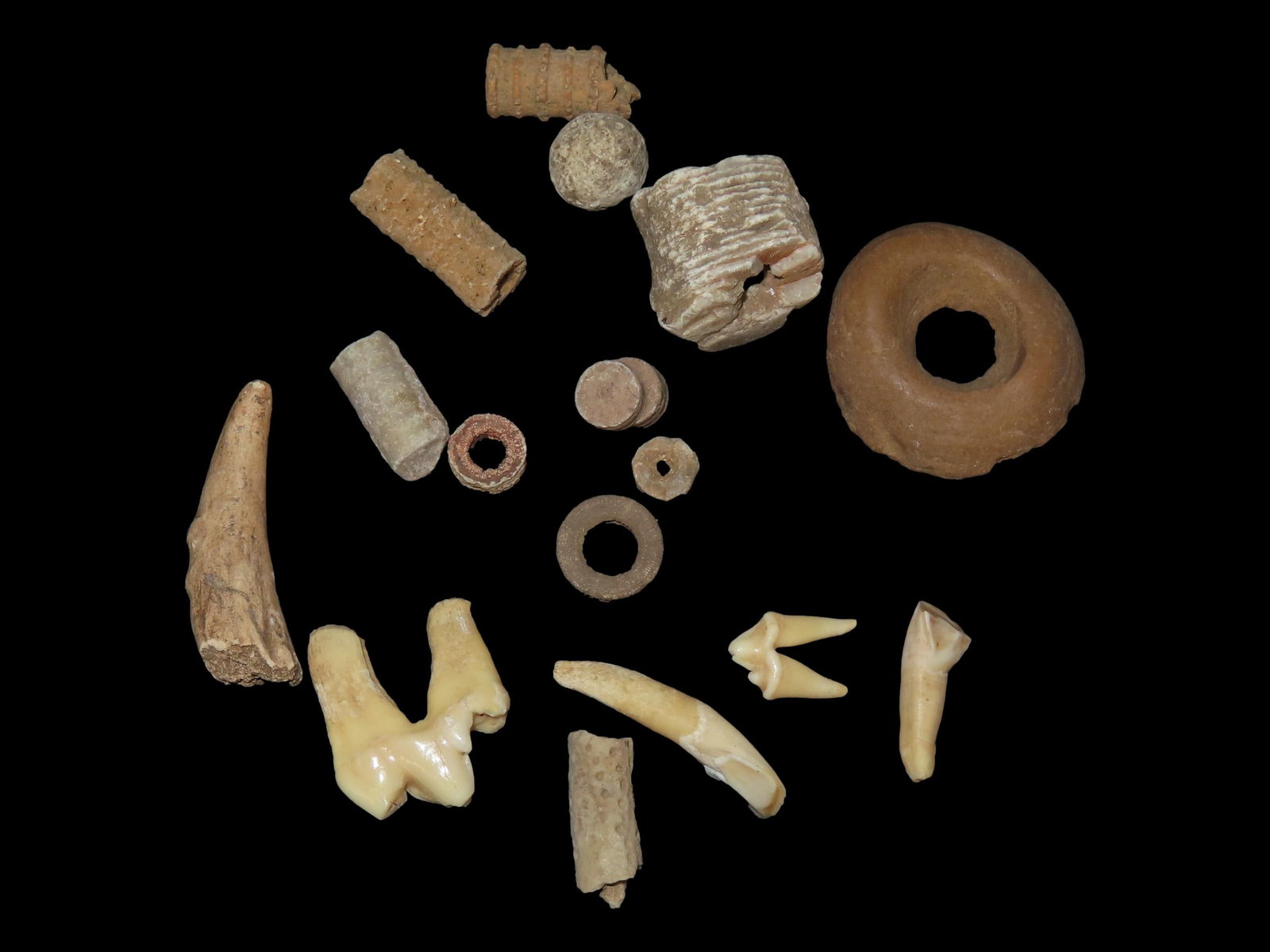 Collection of Fossil Teeth and Other Oddities from a Relic Collection, Found in Adair Co., Missouri (1 of 2)