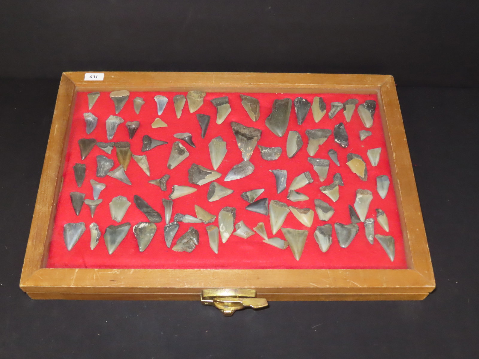 Large Frame of Shark Teeth (1 of 8)