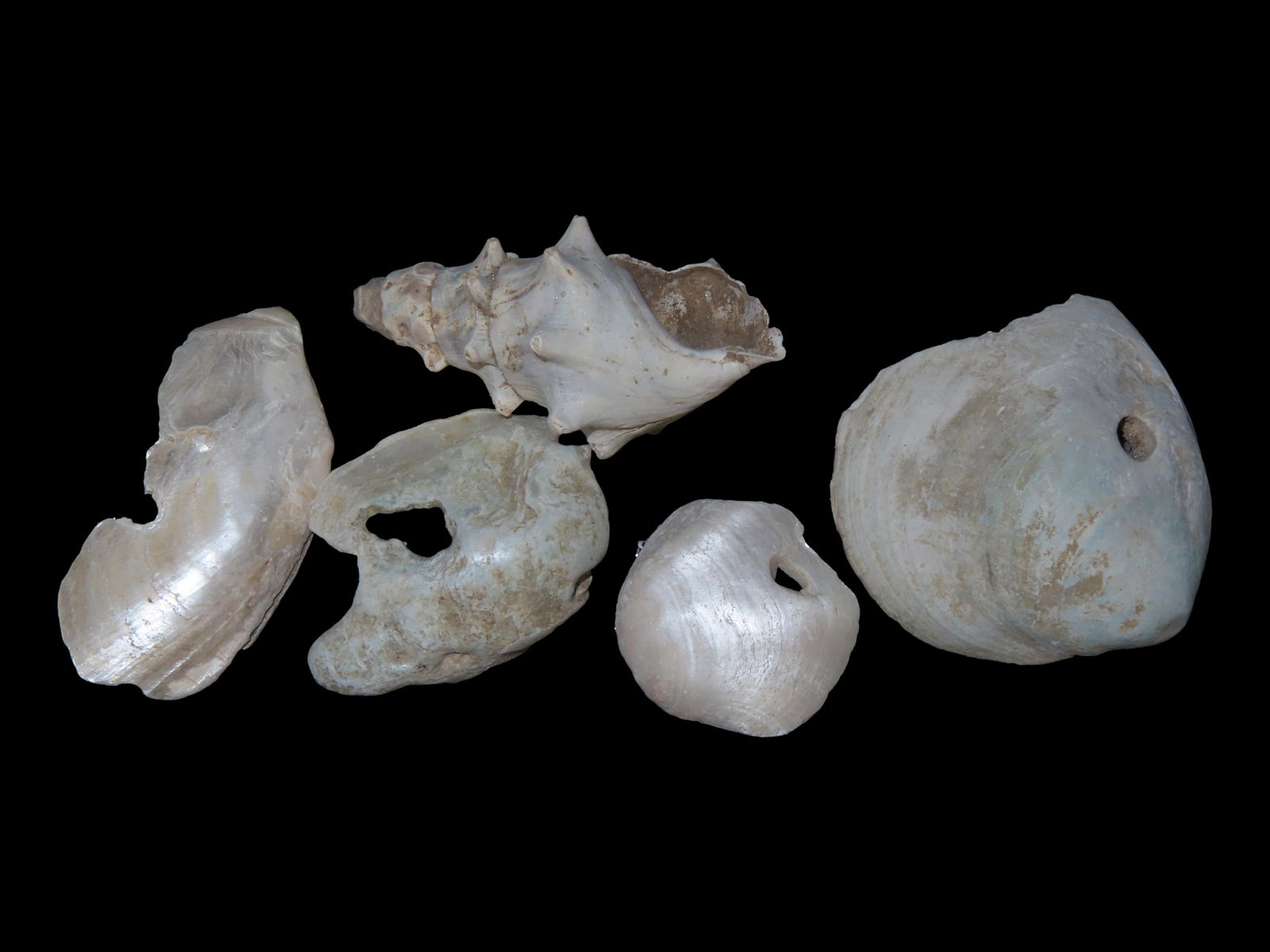 Set of Mississippi Era Shell Beads, Found Near Cahokia, Madison Co., Illinois: Set of Mississippi Era Shell Beads, Found Near Cahokia, Madison Co., Illinois