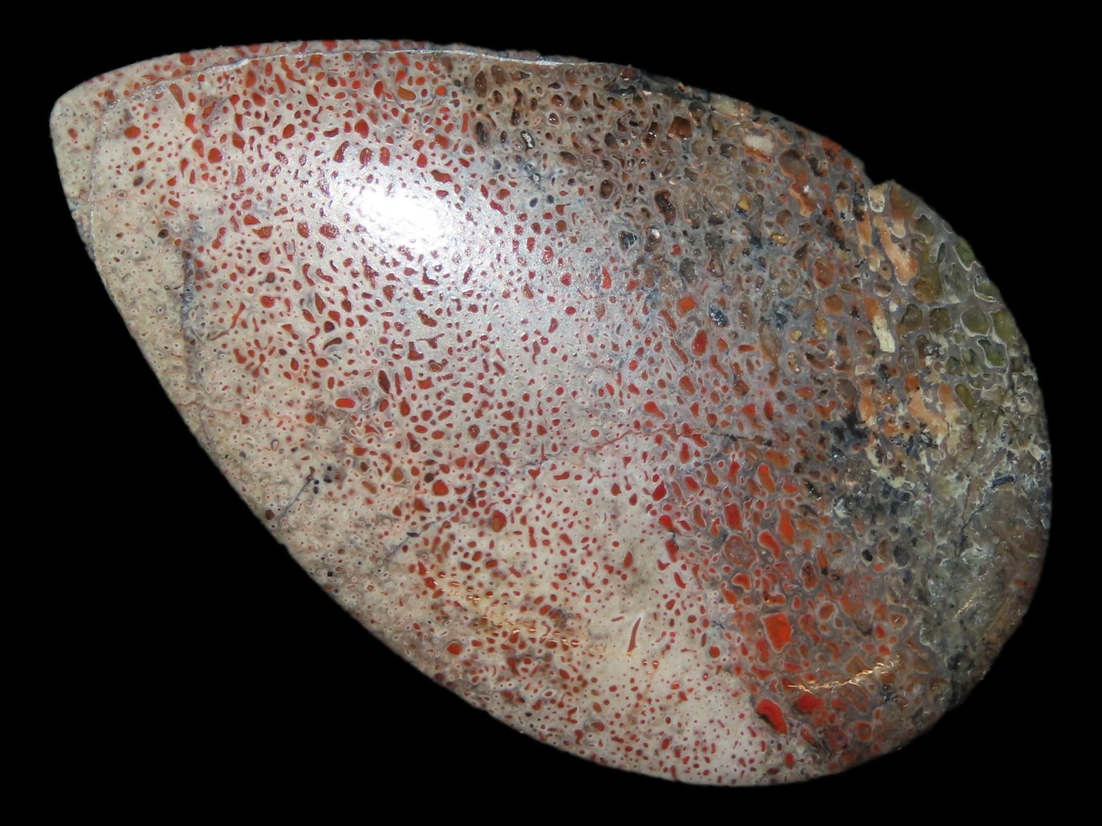 1 1/2?? Dinosaur Bone Polished Cabochon: 1 1/2” Dinosaur Bone Polished Cabochon