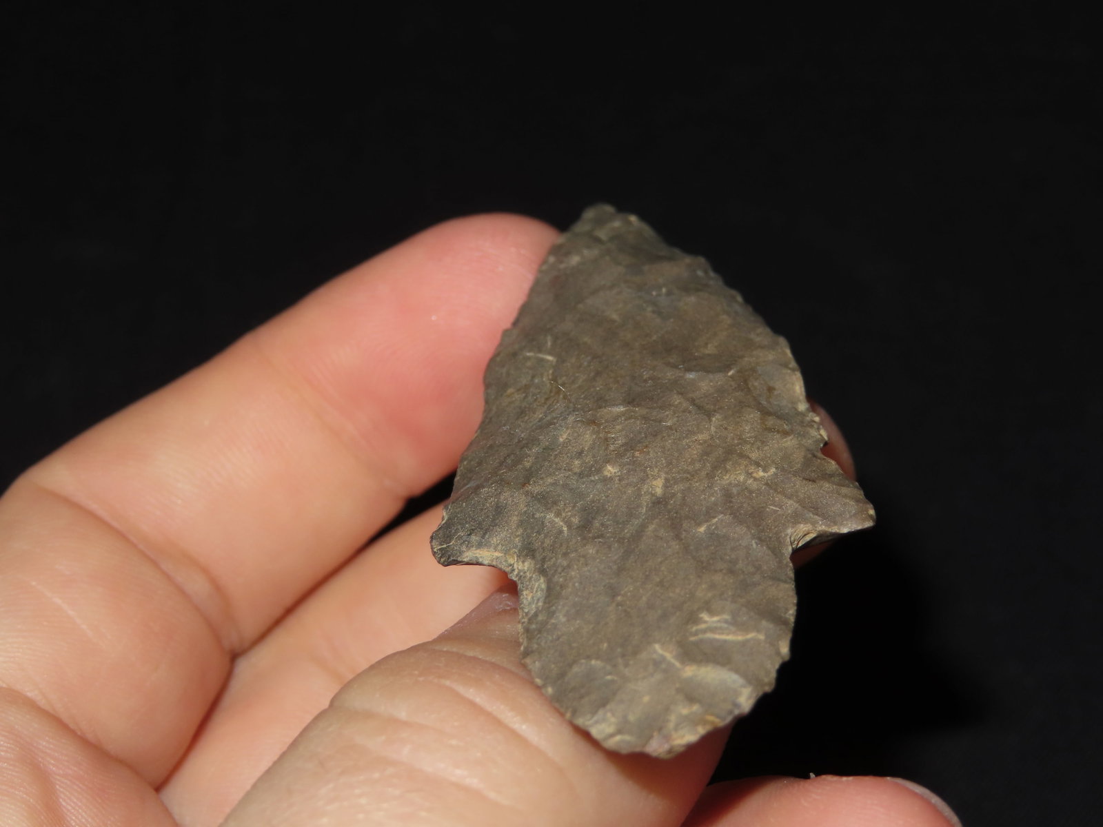 2 3/4?? Turkeytail Arrowhead - 4