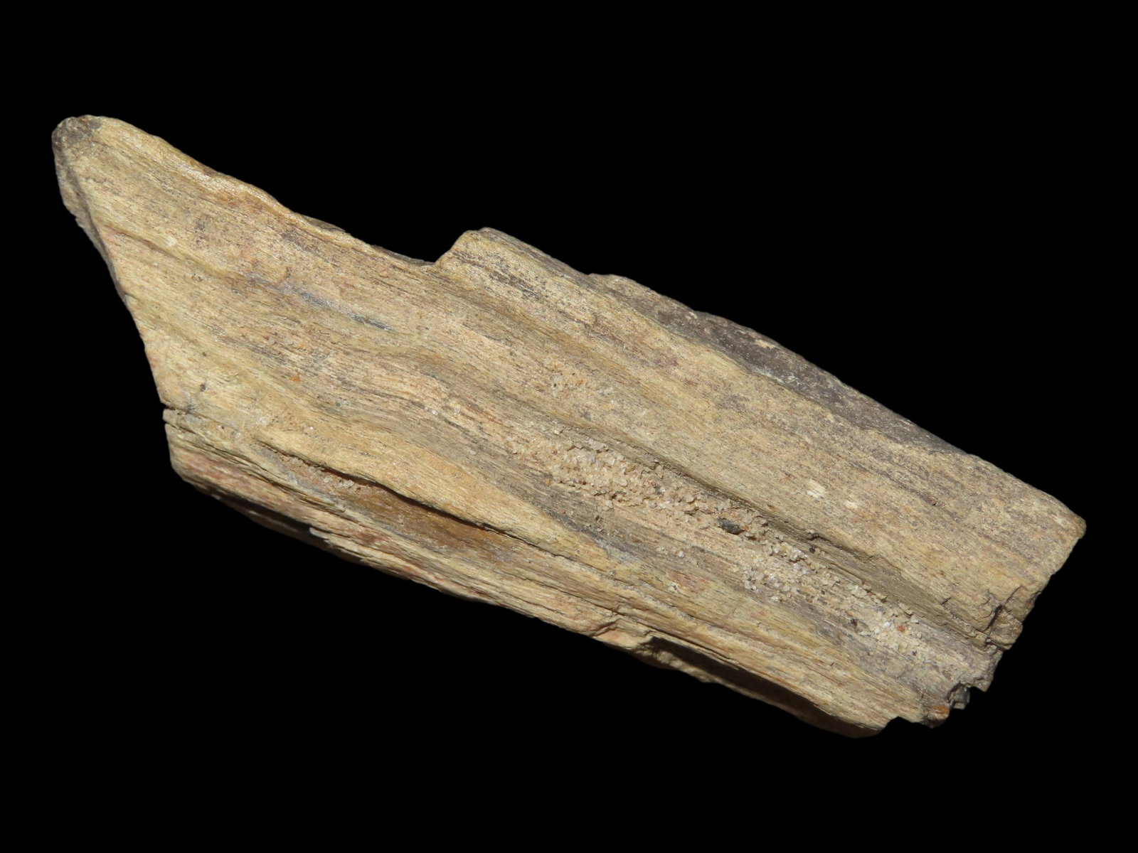 2 5/8?? Petrified Wood, Found in Union County: 2 5/8” Petrified Wood, Found in Union County
