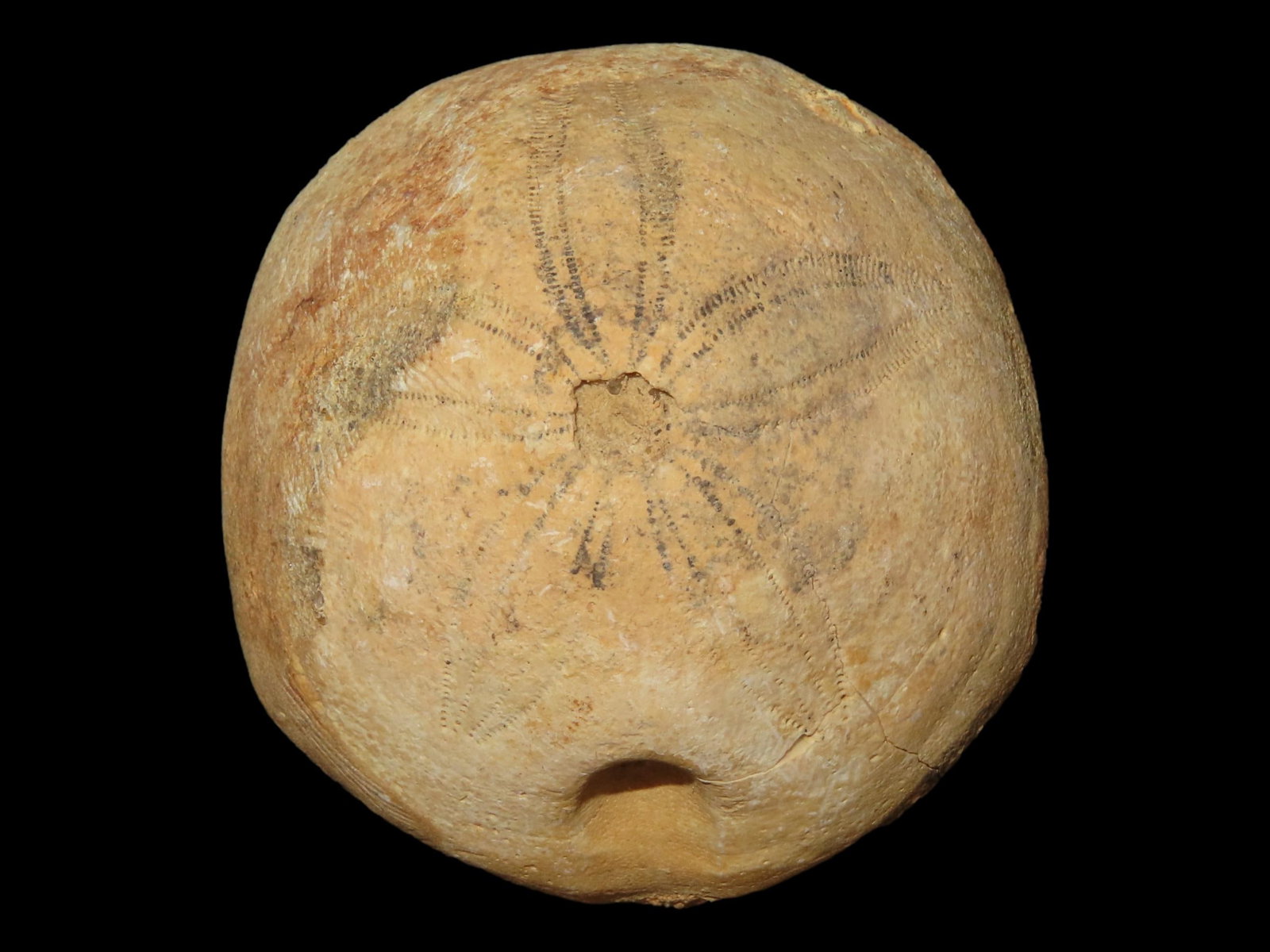 2?? Sea Urchin Sand Dollar, Found in Union County: 2” Sea Urchin Sand Dollar, Found in Union County