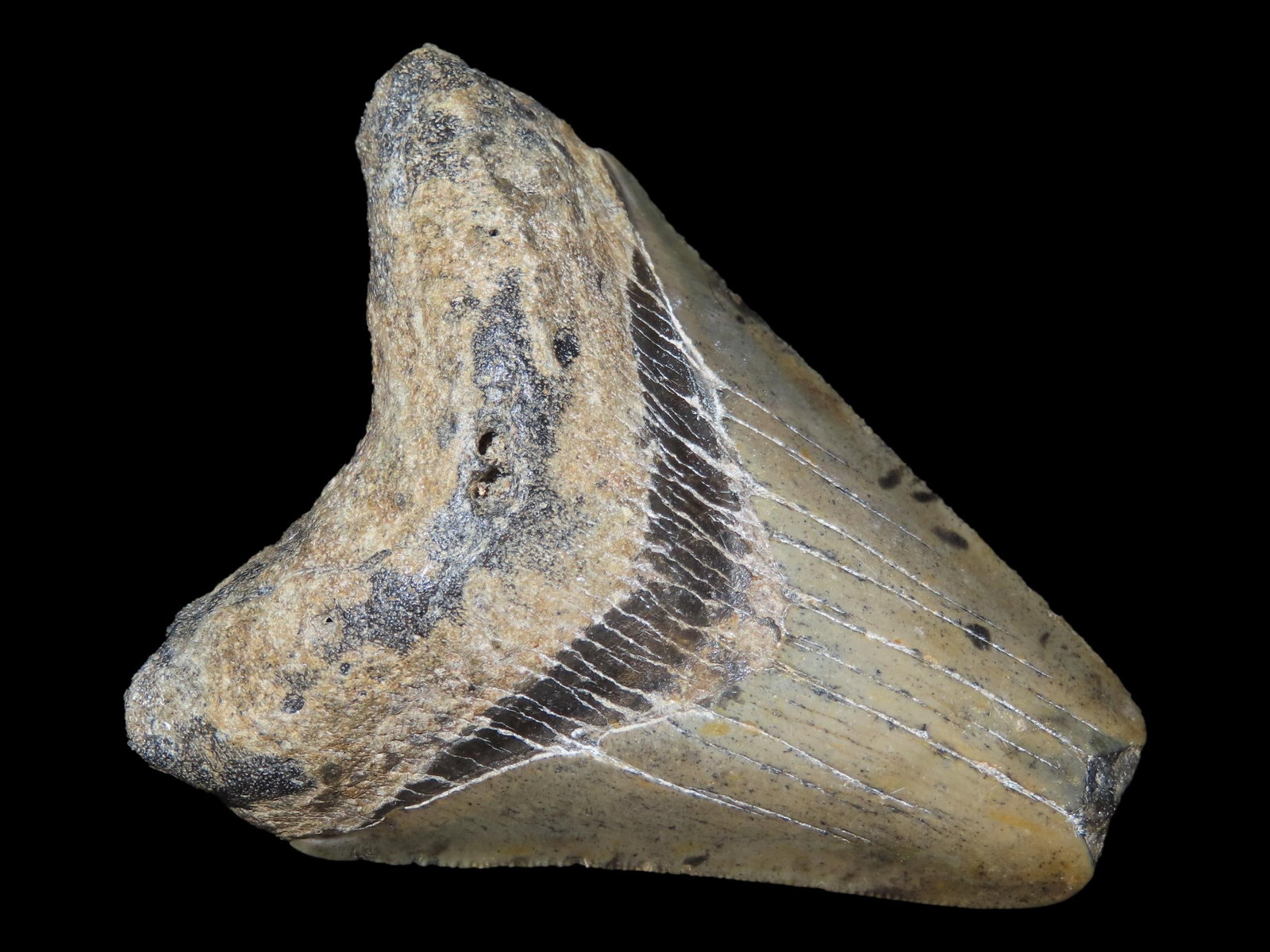 3 1/8?? Megalodon Shark Tooth: 3 1/8” Megalodon Shark Tooth