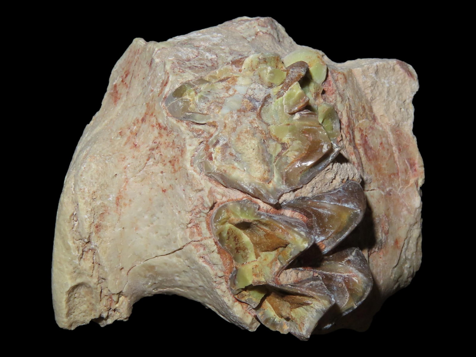 1 5/8?? Fossil Mammal Tooth/Jaw Bone, Cretaceous Period, 66-65 MYO: 1 5/8” Fossil Mammal Tooth/Jaw Bone, Cretaceous Period, 66-65 MYO