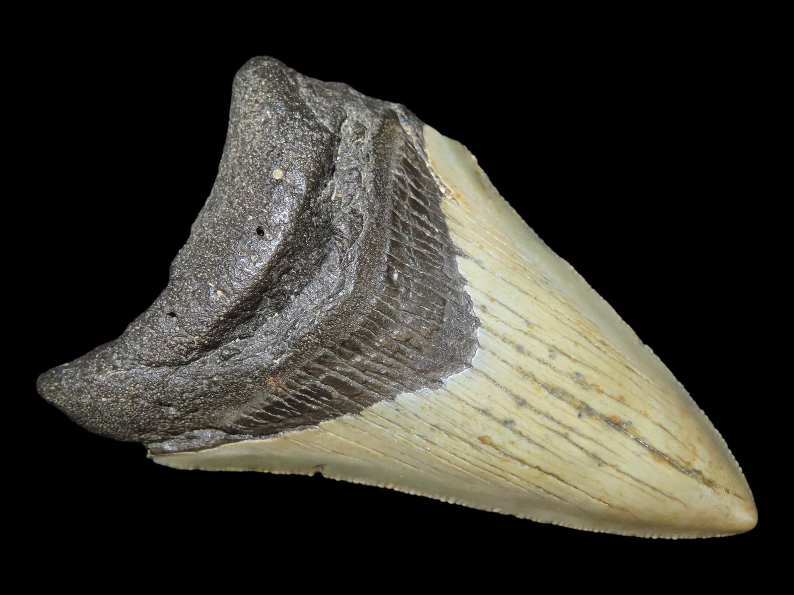 3 1/2?? Megalodon Shark Tooth: 3 1/2” Megalodon Shark Tooth