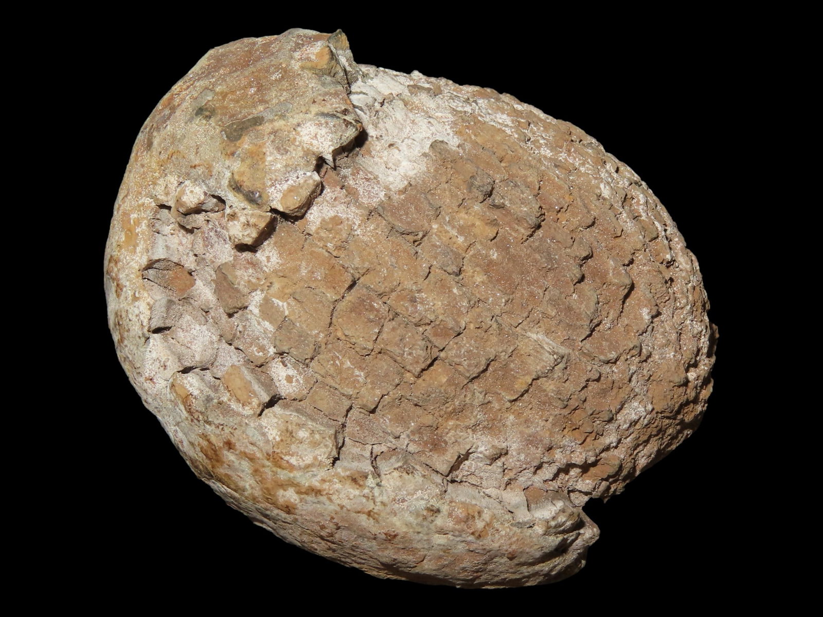 2 1/4?? Geode Type Rock, Possibly a Fossil: 2 1/4” Geode Type Rock, Possibly a Fossil