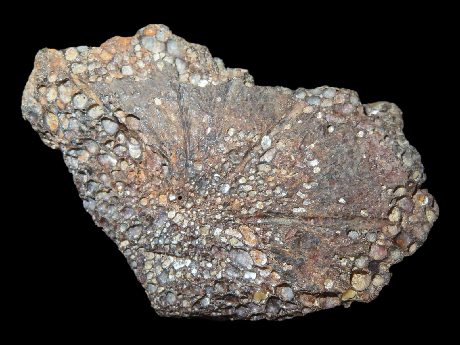 2 3/4?? Fossilized Peritresiusn Sea Turtle Shell, Cretaceous Period, Alabama, 75 MYO: 2 3/4” Fossilized Peritresiusn Sea Turtle Shell, Cretaceous Period, Alabama, 75 MYO