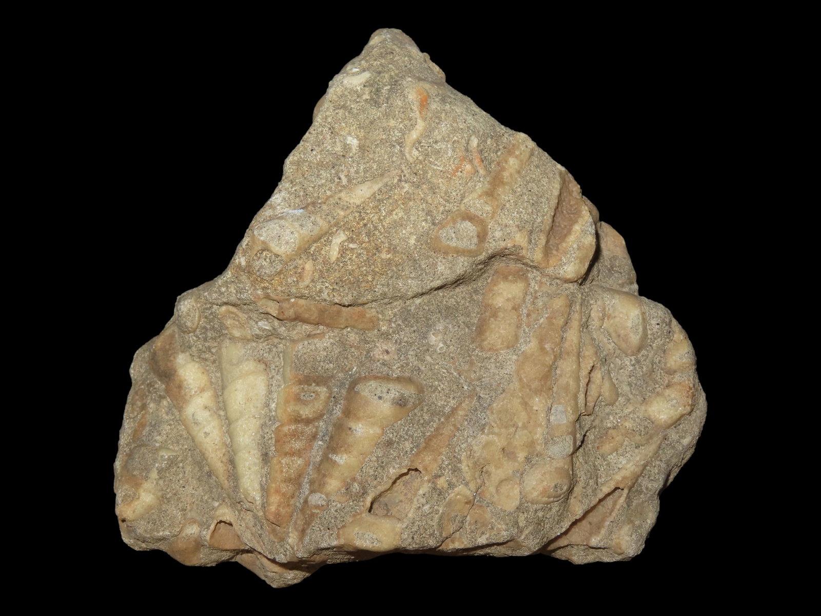 5 5/8?? Large Fragment of Fossilized Shells, Found in Union County, IL: 5 5/8” Large Fragment of Fossilized Shells, Found in Union County, IL