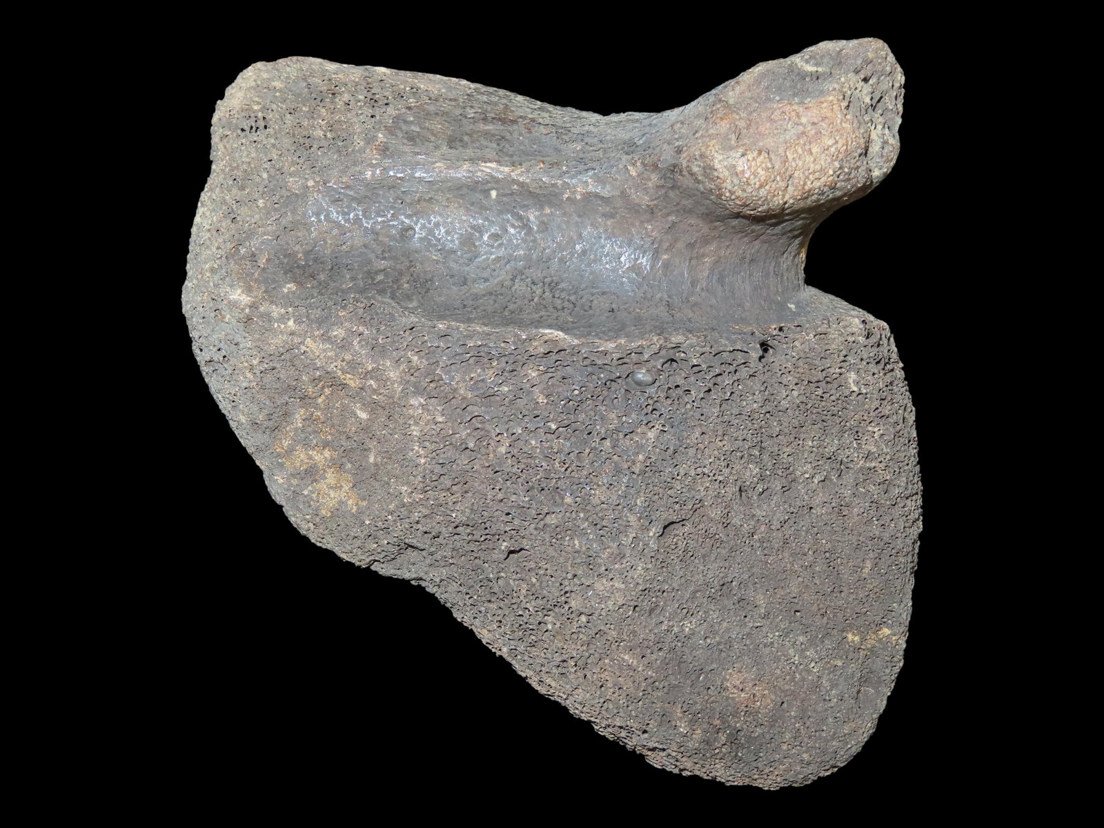 5 1/4?? Mastodon Bone Fragment, Found in Union County, IL: 5 1/4” Mastodon Bone Fragment, Found in Union County, IL