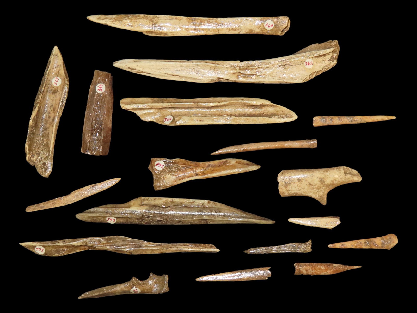 16 Bone Awls, Deer Tine Flakers: 16 Bone Awls, Deer Tine Flakers