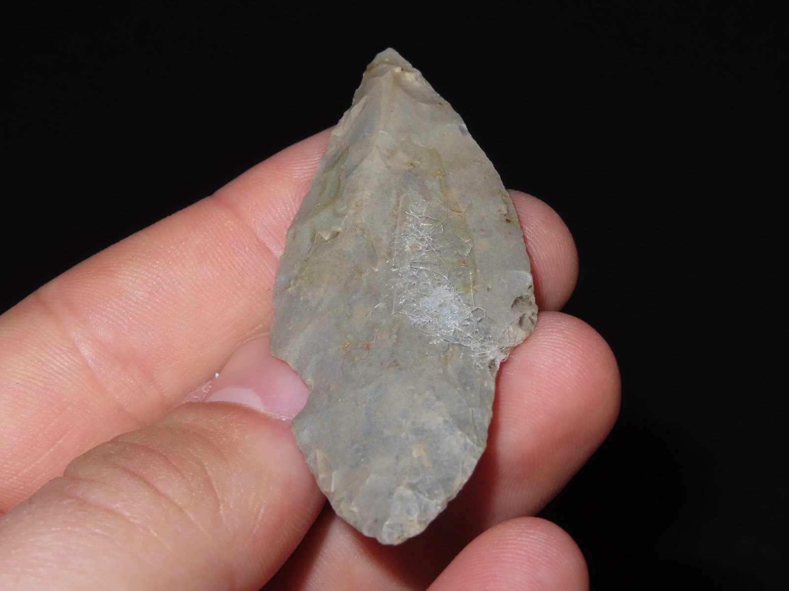 2 1/2?? Turkeytail Arrowhead - 6