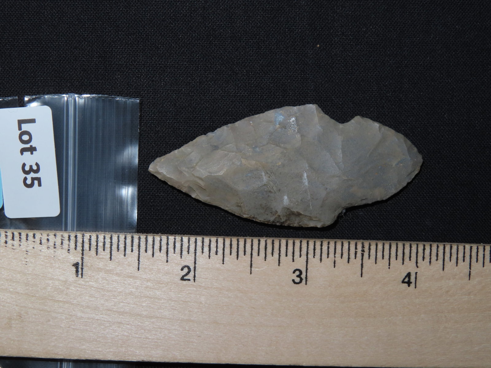 2 1/2?? Turkeytail Arrowhead - 8