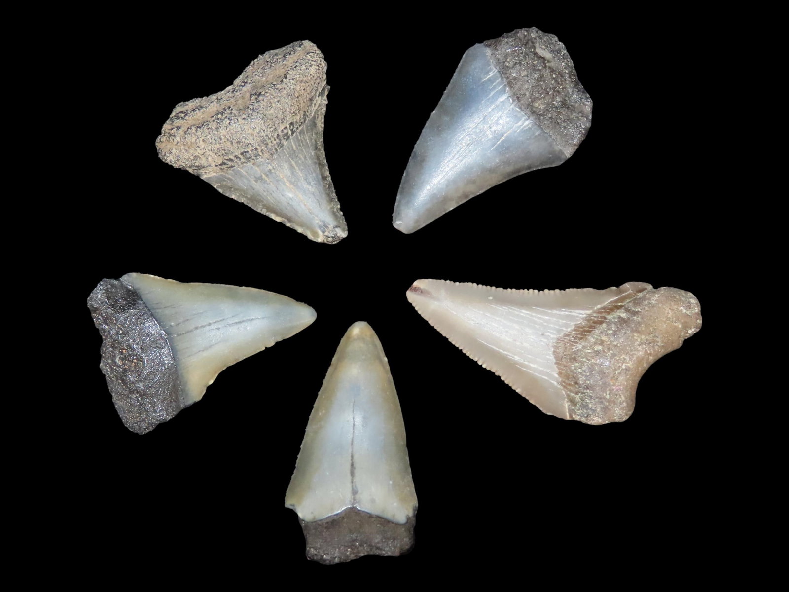 5 Juvenile Megalodon Teeth: 5 Juvenile Megalodon Teeth