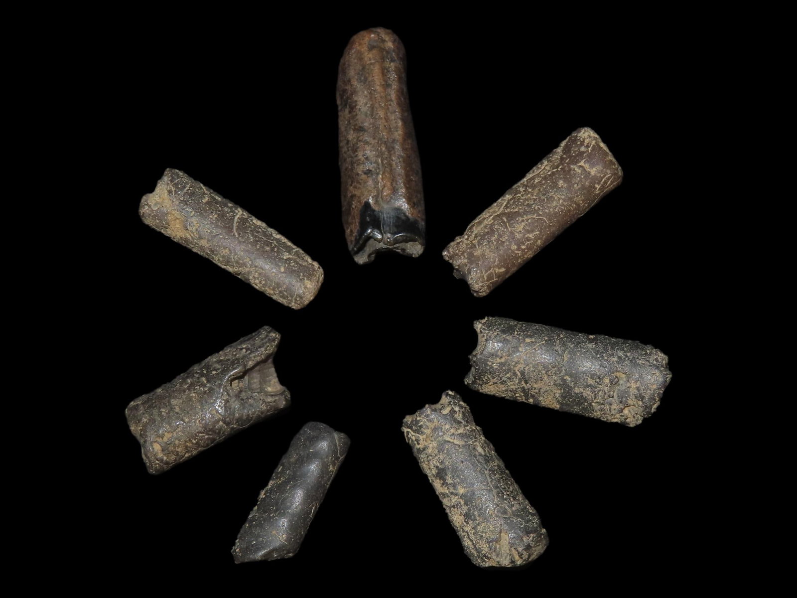 Fossilized Baculites, Small Body Pieces, Found in Union County: Fossilized Baculites, Small Body Pieces, Found in Union County