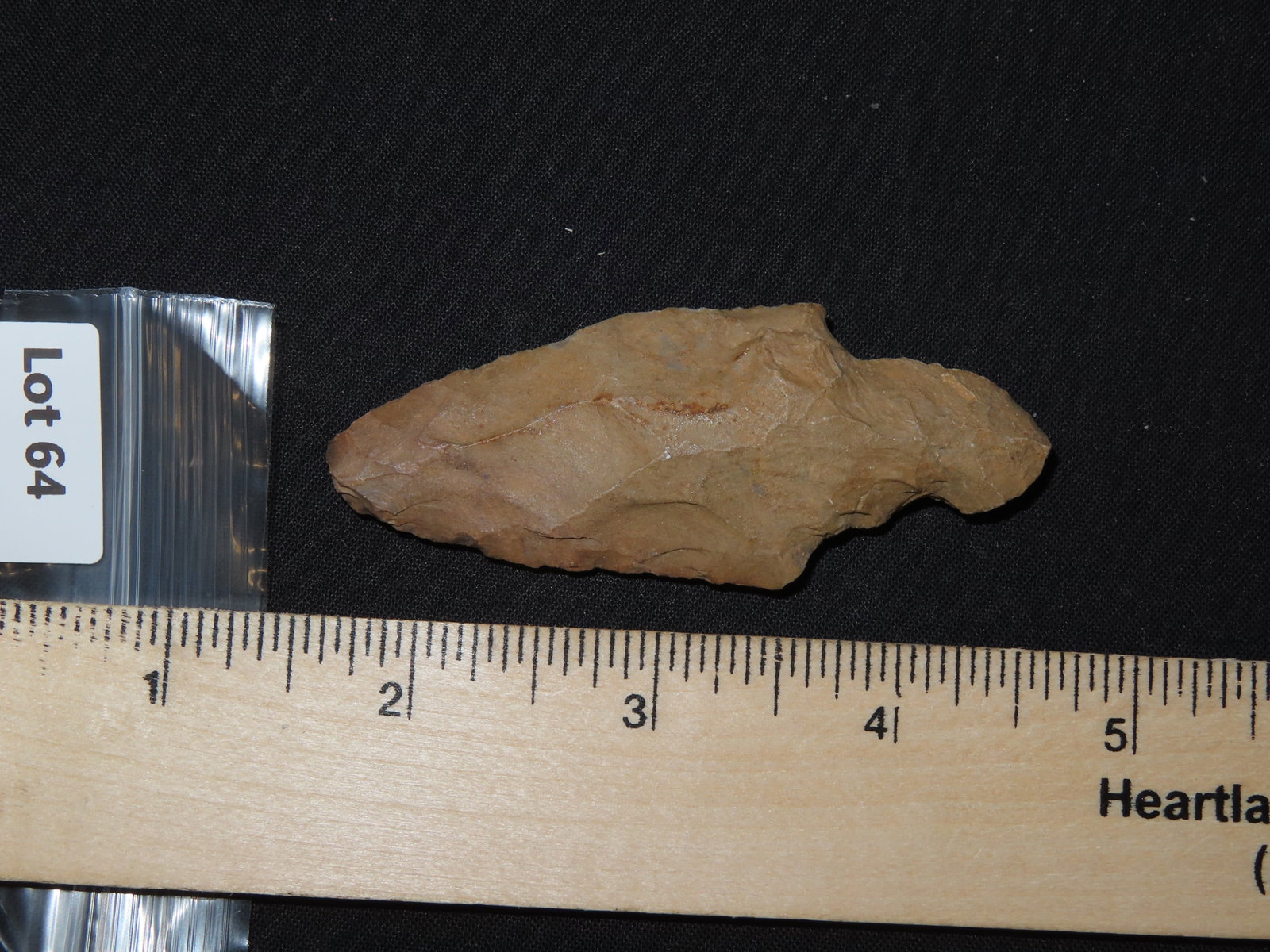 3?? Turkeytail Arrowhead - 6