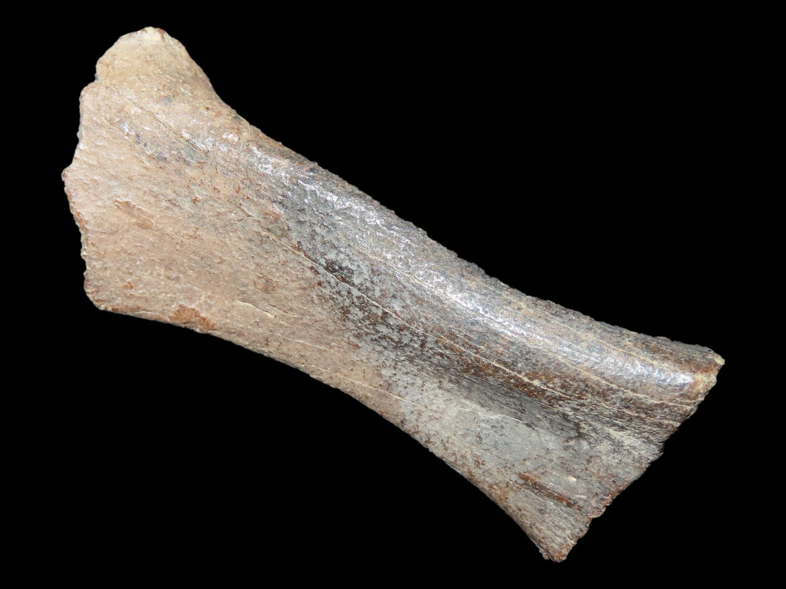 1 3/4?? Mastodon Bone Fragment, Found in Union County: 1 3/4” Mastodon Bone Fragment, Found in Union County