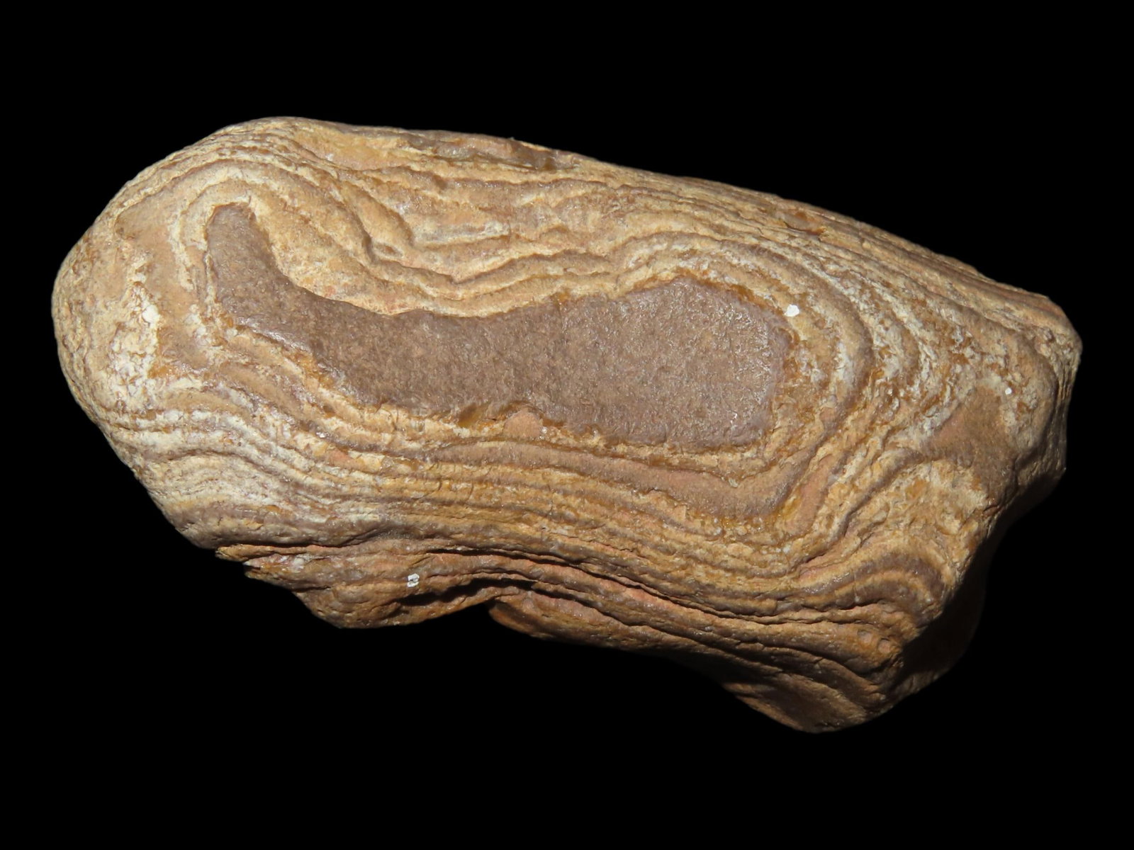 2 5/8?? Piece of Stromatolite: 2 5/8” Piece of Stromatolite