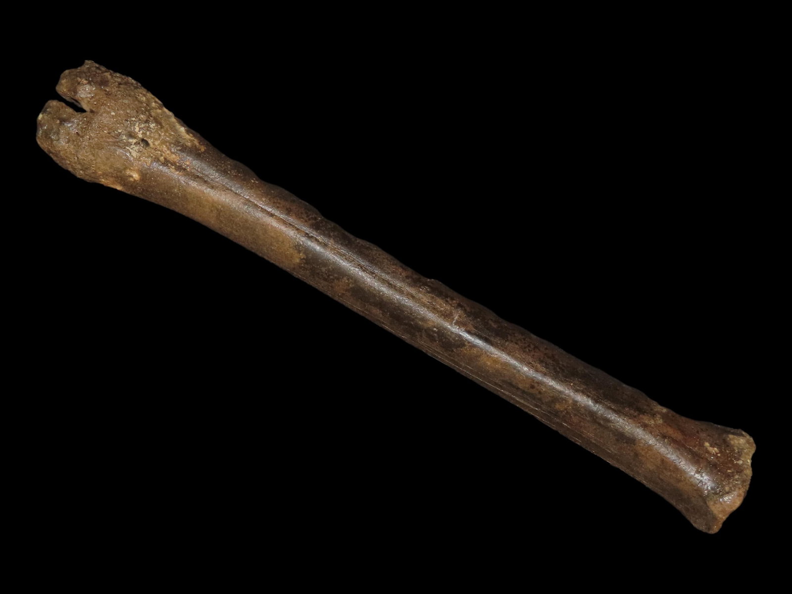 8 1/4?? Fossilized Bone, Found in the Iowa/Missouri River: 8 1/4” Fossilized Bone, Found in the Iowa/Missouri River