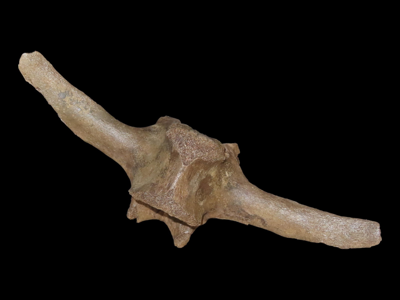 10 3/8?? Fossilized Vertebra, Found in the Iowa/Missouri River: 10 3/8” Fossilized Vertebra, Found in the Iowa/Missouri River