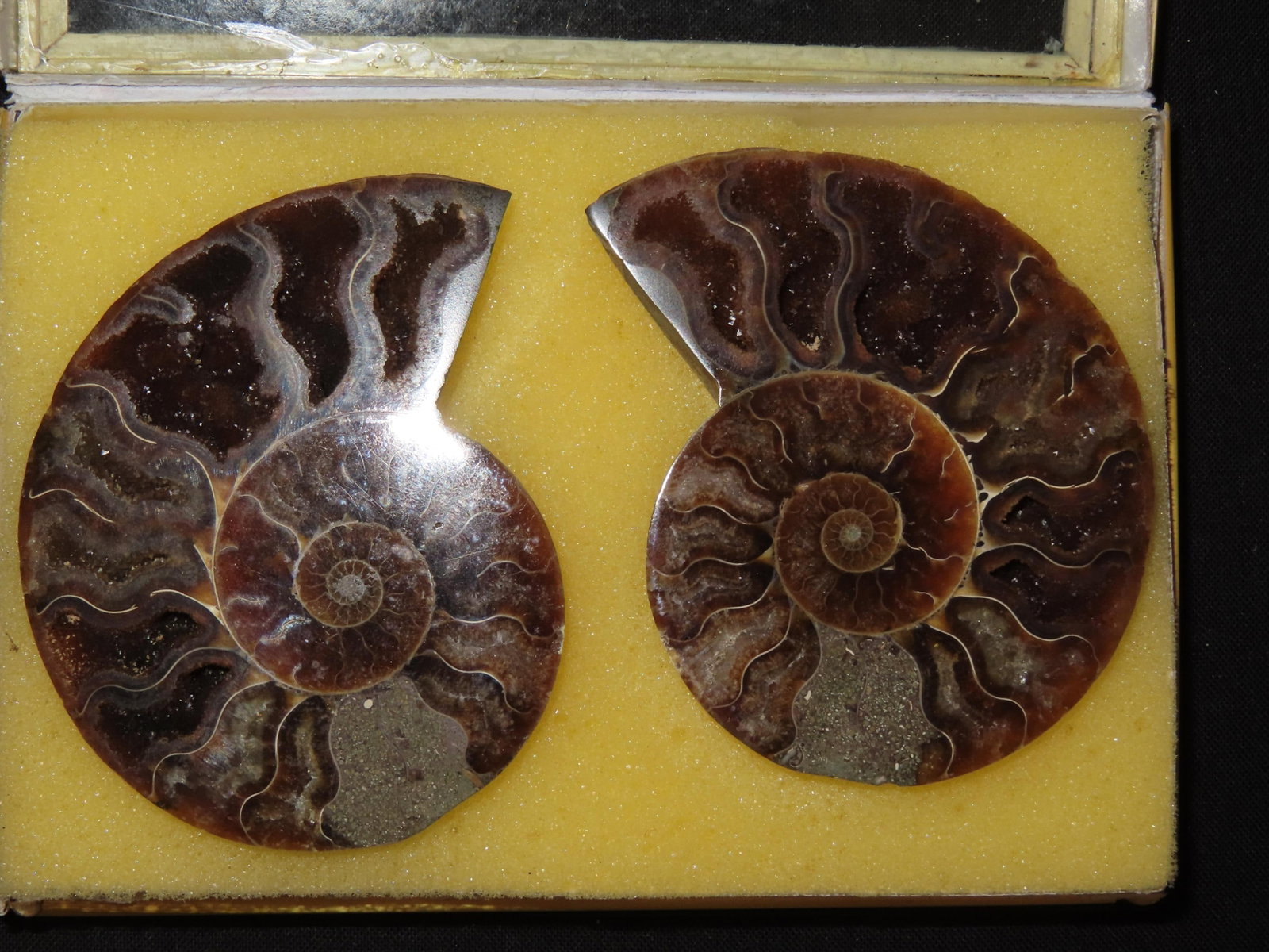 5?? x 3 1/2?? Fossil Ammonite, Sliced and Polished Natural Segment from Madagascar: 5” x 3 1/2” Fossil Ammonite, Sliced and Polished Natural Segment from Madagascar