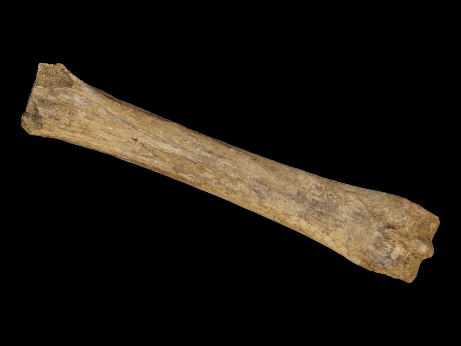 11 1/4?? Fossilized Bone, Found in the Iowa/Missouri River (1 of 7)