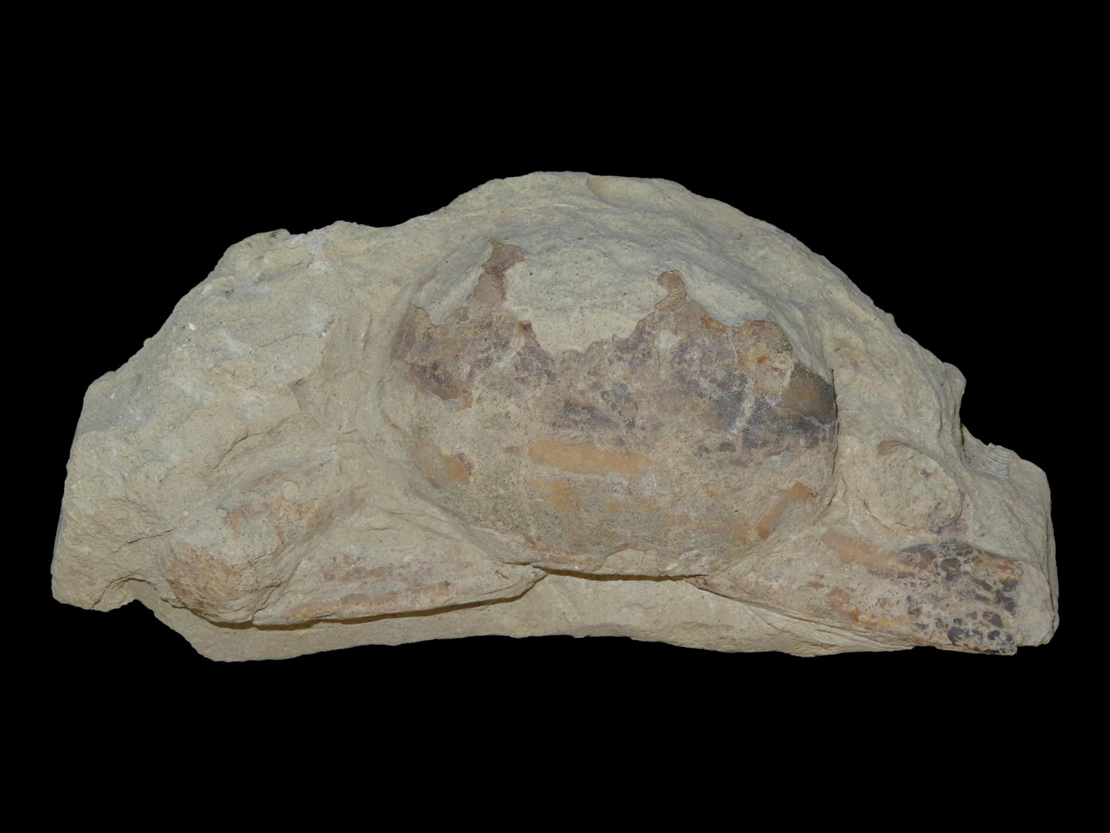 6 1/2?? Fossilized Carp, Great Example